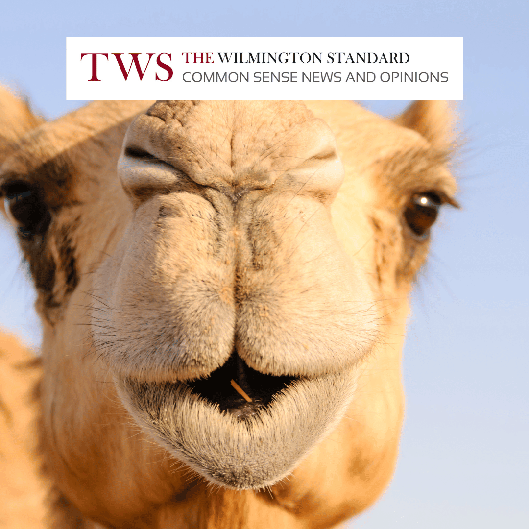 Camel Nose