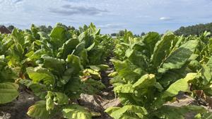 Bill: Funding increase sought for USDA grants tied to artificial intelligence