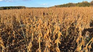 Rain modestly eases drought, brings help to agriculture needs